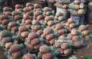 ananas à vendre