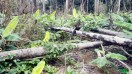 plants banane plantain à vendre