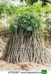 bouture de manioc à vendre