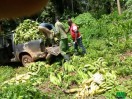 Plantain et rejets à vendre 