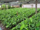 Rejetons banane-plantain à vendre