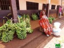 plantains à vendre