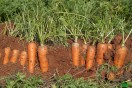 carottes à vendre