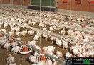poulets à vendre