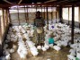 poulets à vendre