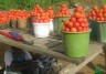 tomate à vendre