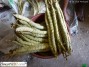 baton de manioc à vendre