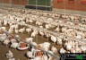 poulets à vendre
