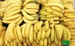 banane douce bio à vendre