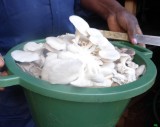 culture et vente des champignons