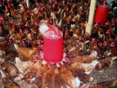 poulets à vendre