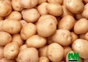 pomme de terre à vendre