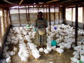 poulets à vendre