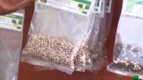 poivre blanc à vendre