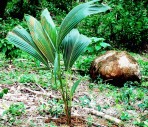 plants des cocotiers à vendre