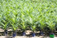 plants de palmiers à vendre