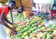 mangue à vendre