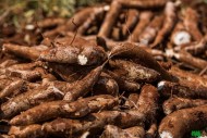 manioc à vendre