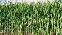 demi hectare de maîs à vendre