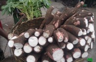 super manioc à vendre