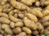 pommes à vendre