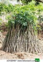 bouture de manioc à vendre