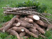 manioc à vendre
