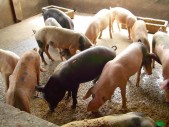 porc à vendre