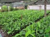 Rejetons banane-plantain à vendre