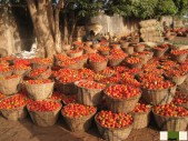 tomate bio à vendre