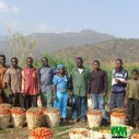 GIC des producteurs de tomate