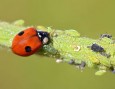 Traitement pour animaux et végetaux